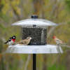 Jagunda Squirrel-Proof Bird Feeder, 5.5 ft Auger Pole, Clear